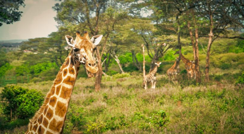 Giraffe Centre & Elephant Orphanage Day