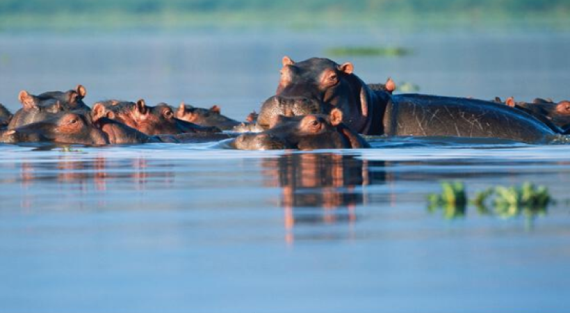 Lake Naivasha Boat Safari & Crescent Island